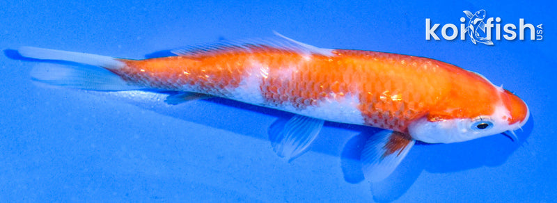 5" GINRIN INAZUMA KOHAKU