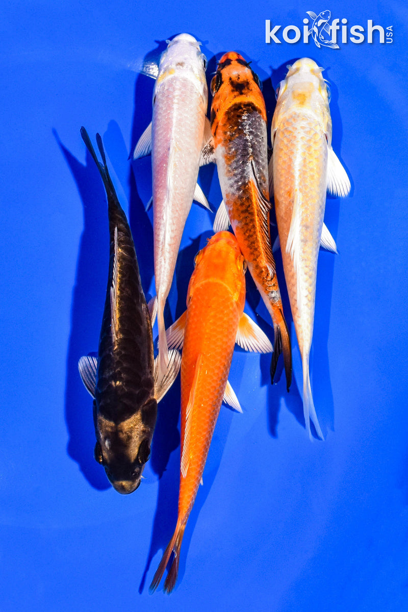 PACK OF (5) 4-5" STANDARD KOI