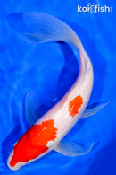 7.25" KOHAKU