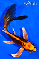 6.75" ORENJI MATSUBA BUTTERFLY