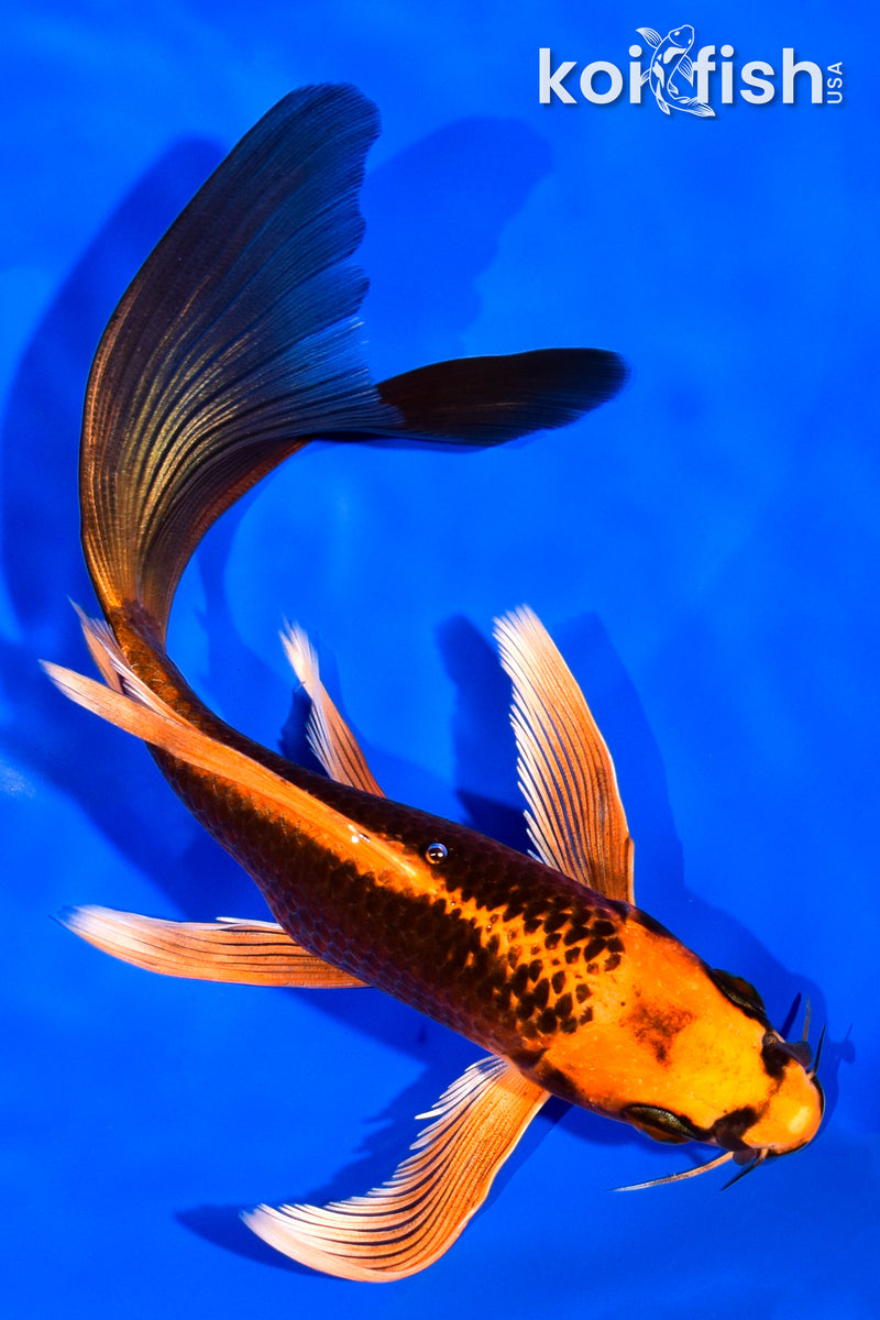 6.75" ORENJI MATSUBA BUTTERFLY