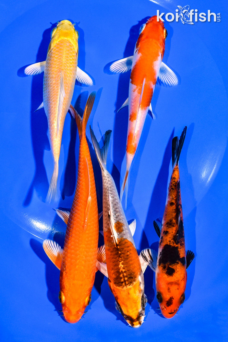 PACK OF (5) 4-5" STANDARD KOI