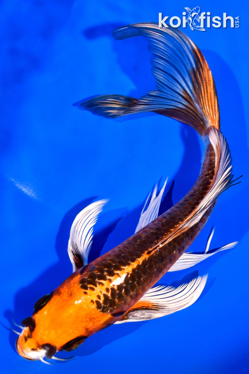 6.75" KUJAKU BUTTERFLY