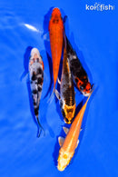 PACK OF (5) 3-4" STANDARD KOI