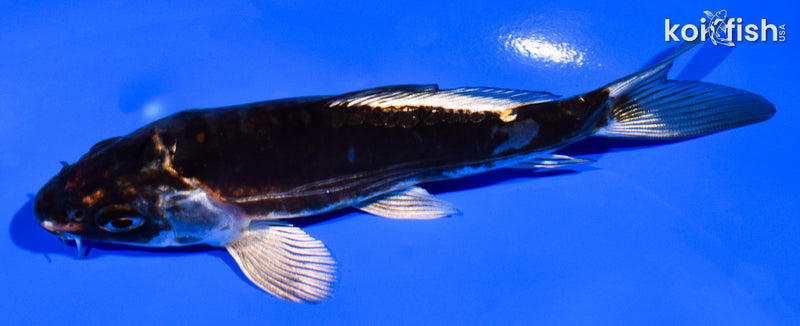 5" BENI KIKOKURYU