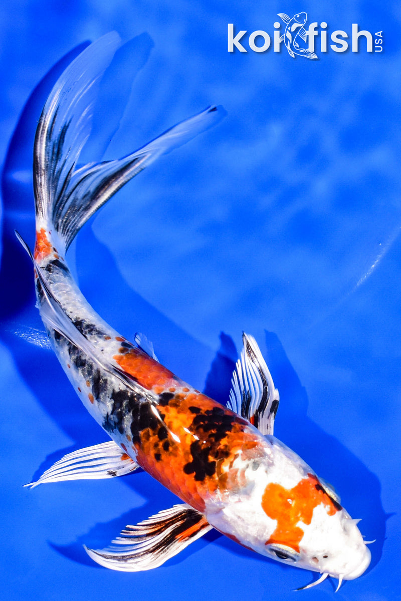7" YAMATO NISHIKI BUTTERFLY