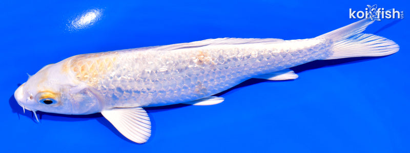7" GINRIN HARIWAKE