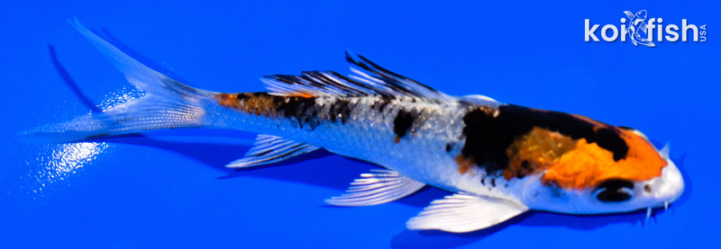 4" YAMATO NISHIKI BUTTERFLY