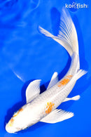 8" HARIWAKE BUTTERFLY