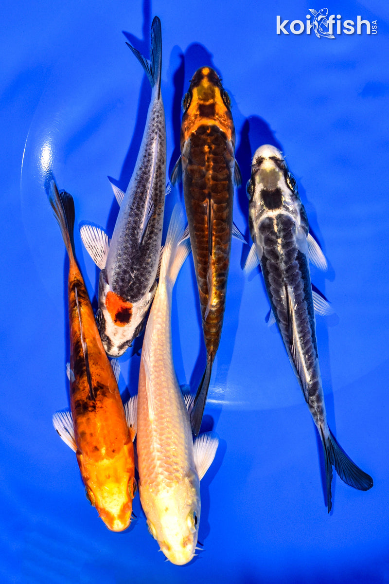 PACK OF (5) 4-5" STANDARD KOI