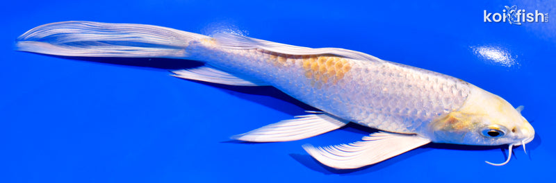 7.5" LEMON HARIWAKE BUTTERFLY