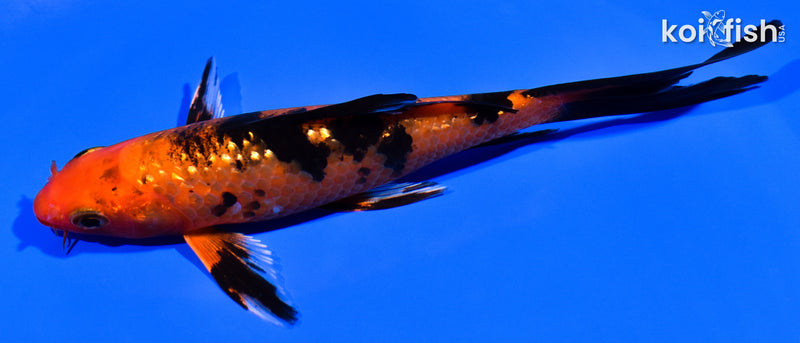 5.25" GINRN AKA BEKKO BUTTERFLY