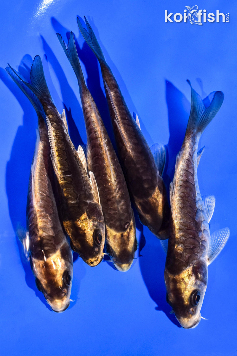 PACK OF (5) 4-5" STANDARD KOI