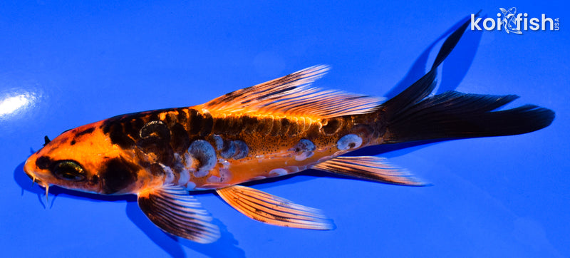 5" ARAGOKE BENI KIKOKURYU BUTTERFLY