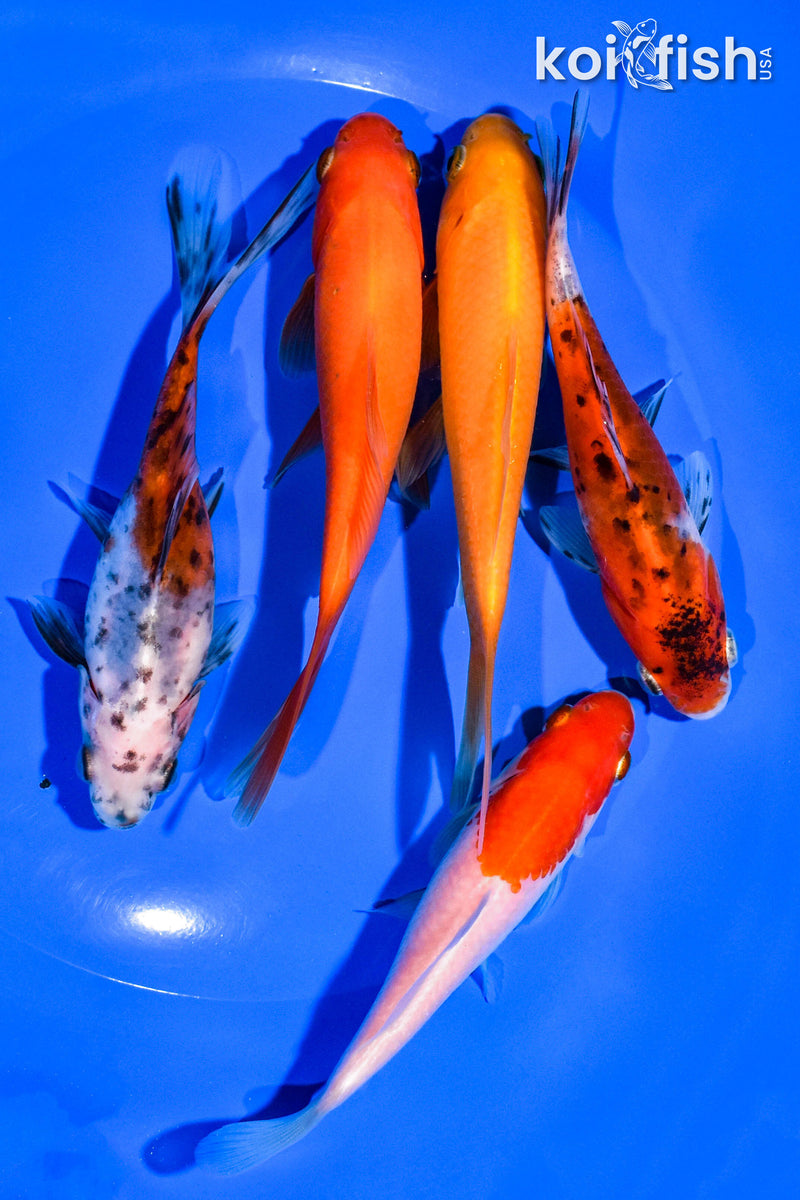 (5) 4-5" ASSORTED GOLDFISH