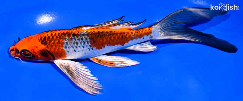 7.75" INRIN BENI GINGA BUTTERFLY