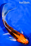 5.75" KUJAKU BUTTERFLY