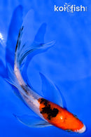 5.75" SANKE BUTTERFLY