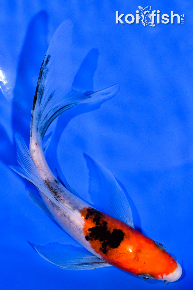 5.75" SANKE BUTTERFLY