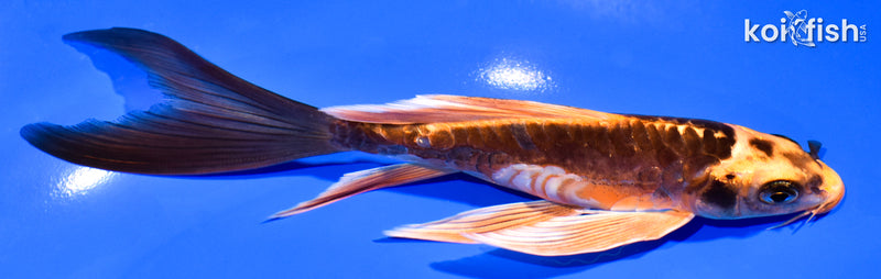 7" ARAGOKE BENI KIKOKURYU BUTTERFLY
