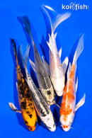 PACK OF (5) 5-6" BUTTERFLY KOI