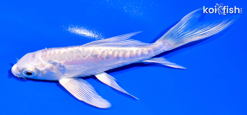 5" DOITSU PLATINUM OGON BUTTERFLY