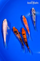 PACK OF (5) 4-4.5" STANDARD KOI
