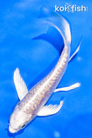 4" GINRIN ARAGOKE PLATINUM OGON BUTTERFLY