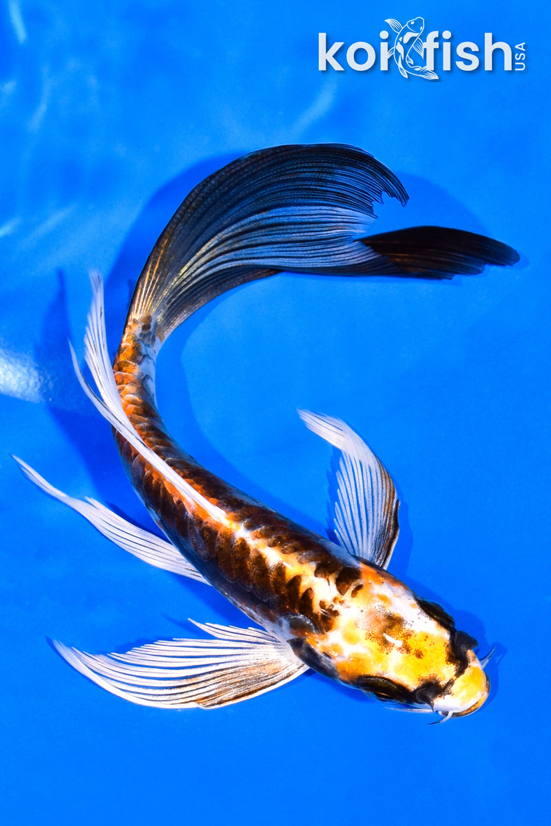 5.75" KIN KIKOKURYU BUTTERFLY