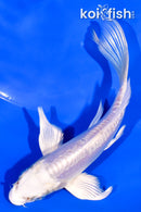 5" DOITSU PLATINUM OGON BUTTERFLY