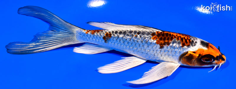 6.25" KUJAKU BUTTERFLY