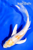 5.25" HARIWAKE BUTTERFLY