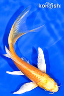 5.75" YAMABUKI OGON BUTTERFLY