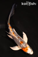 5.5" GINRIN BENI GINGA BUTTERFLY