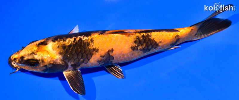 7.75" KIN HI UTSURI