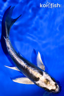 5.5" KIKOKURYU BUTTERFLY