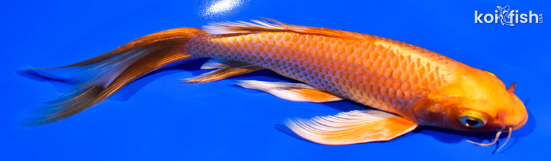 7" ORENJI OGON BUTTERFLY