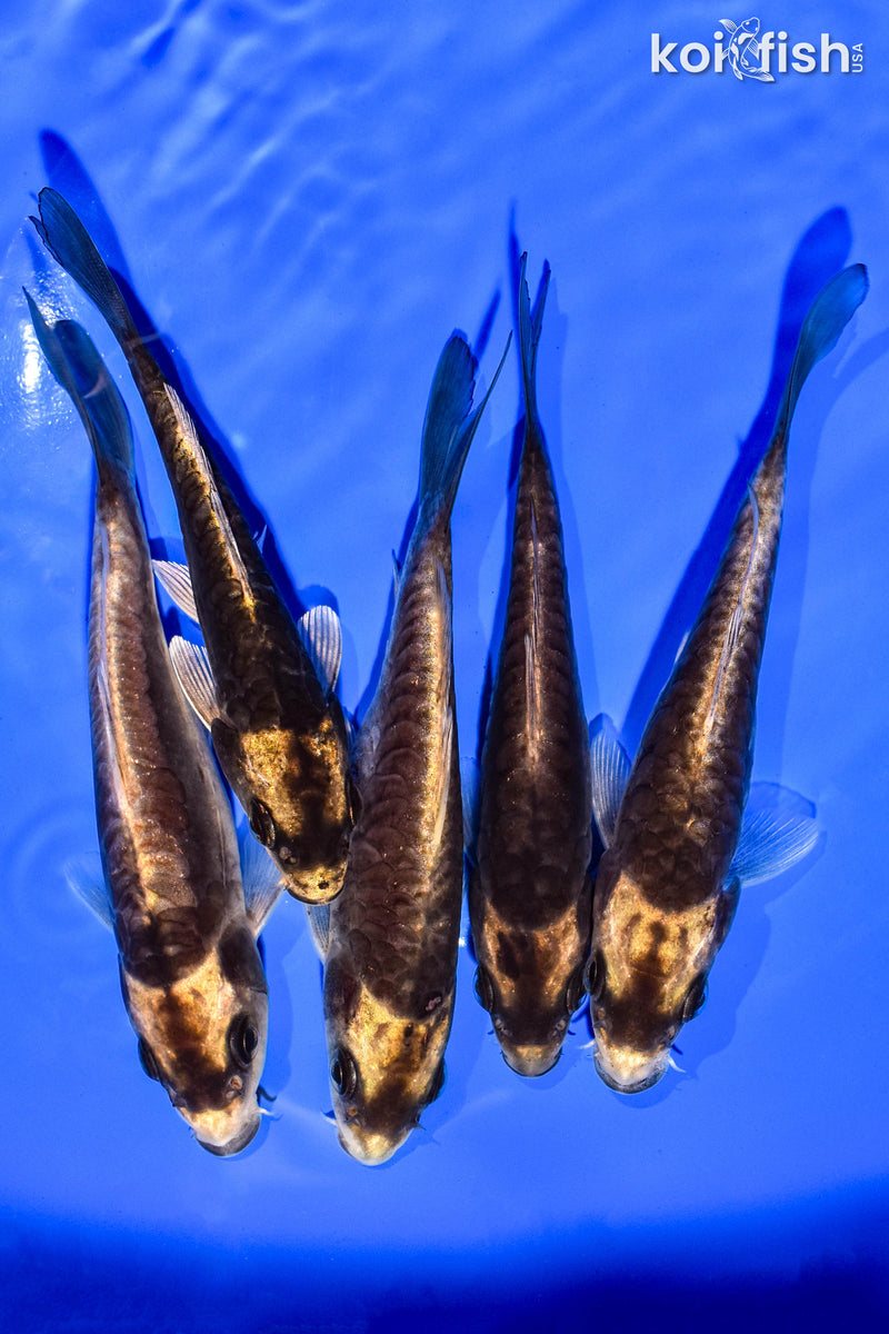 PACK OF (5) 4-5" STANDARD KOI