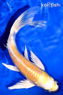 7.75" LEMON HARIWAKE BUTTERFLY