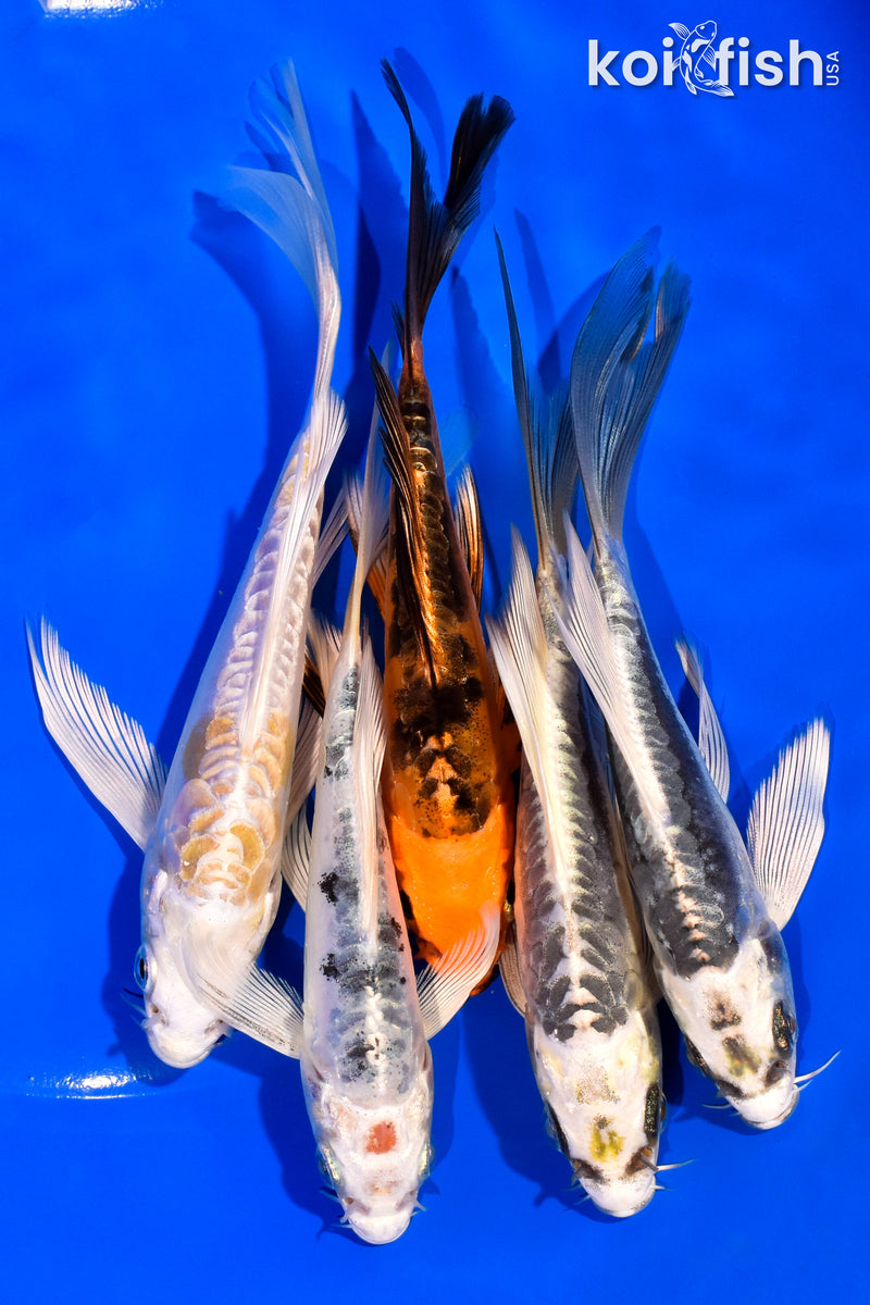 PACK OF (5) 5-6" BUTTERFLY KOI