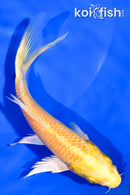 5.5" YAMABUKI OGON BUTTERFLY