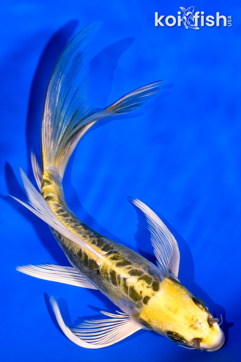 7.25" ARAGOKE KIN KIKOKURYU BUTTERFLY