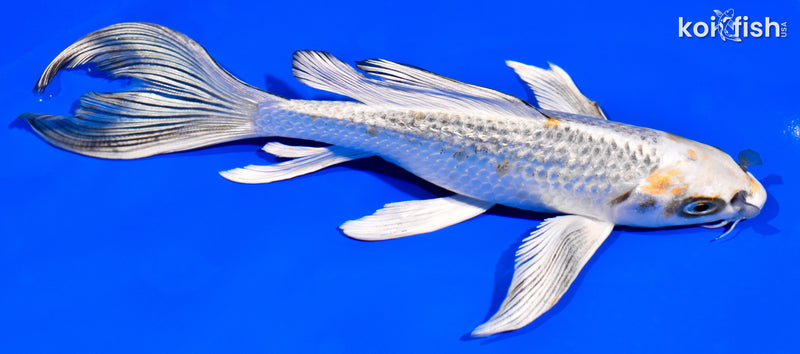 6.75" GINRIN KUJAKU BUTTERFLY