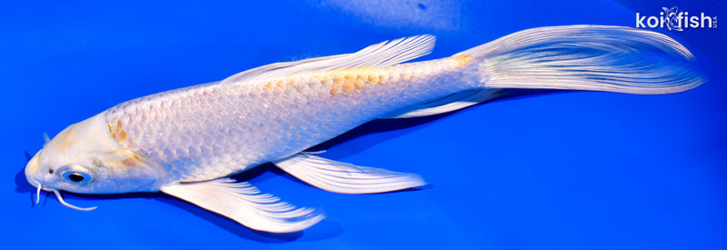 7.5" LEMON HARIWAKE BUTTERFLY