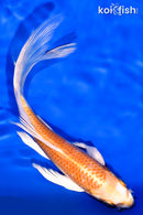 7.25" HARIWAKE BUTTERFLY