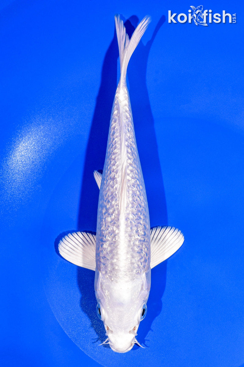 8.25" GINRIN PLATINUM OGON