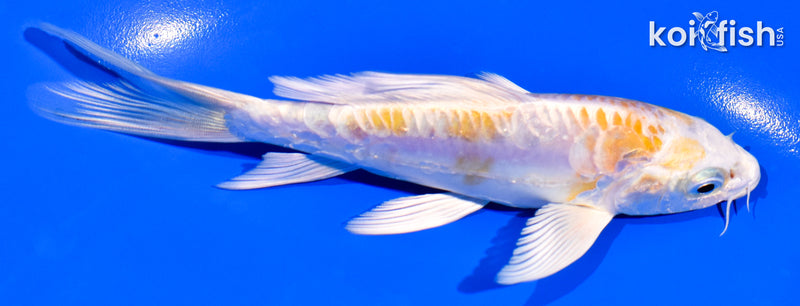 5.5" ARAGOKE LEMON HARIWAKE BUTTERFLY