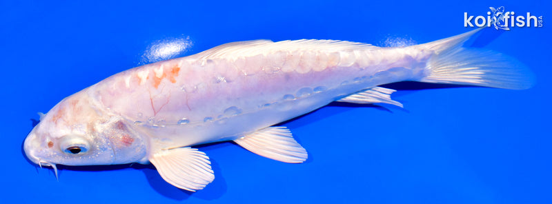 7.75" KIKUSUI
