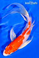 7.5" HARIWAKE BUTTERFLY