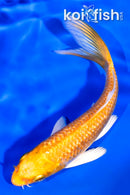 4.25" GINRIN YAMABUKI OGON BUTTERFLY